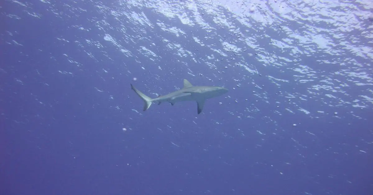 Underwater view of gray shark 